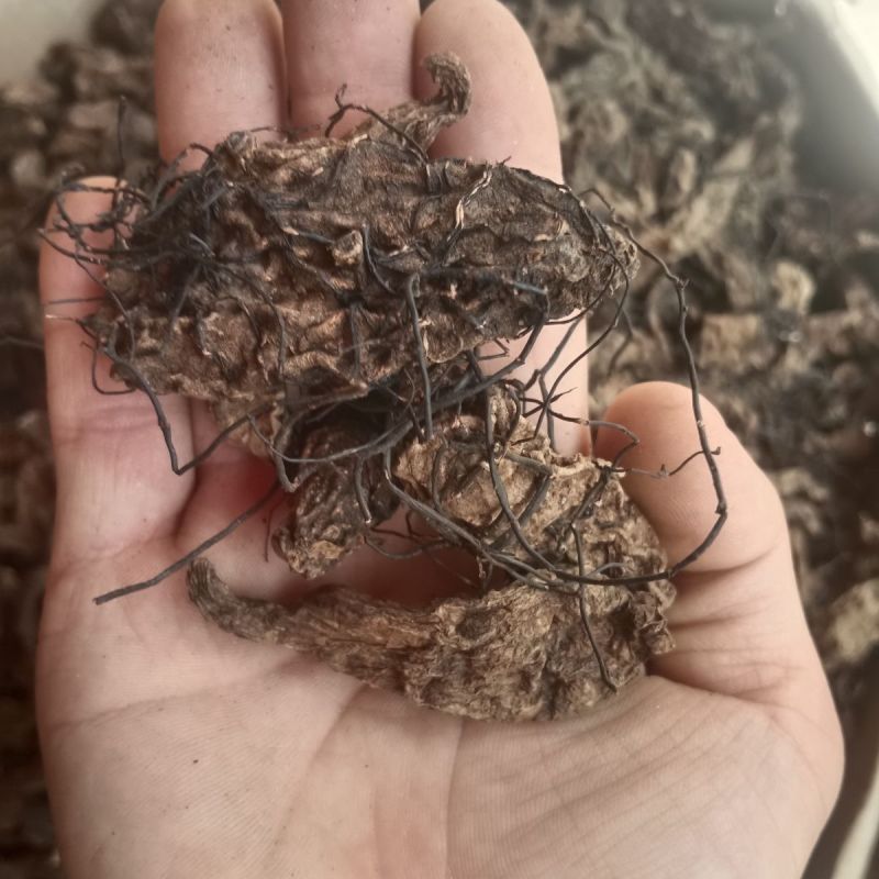 【精选】菌丝天麻纯干货***正品菌丝天麻天麻