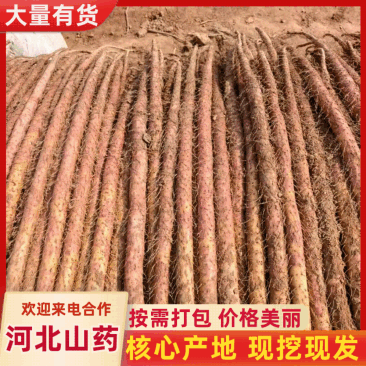 正宗河北铁棍山药。条形好有长度。欢迎各位老板来。价钱美丽