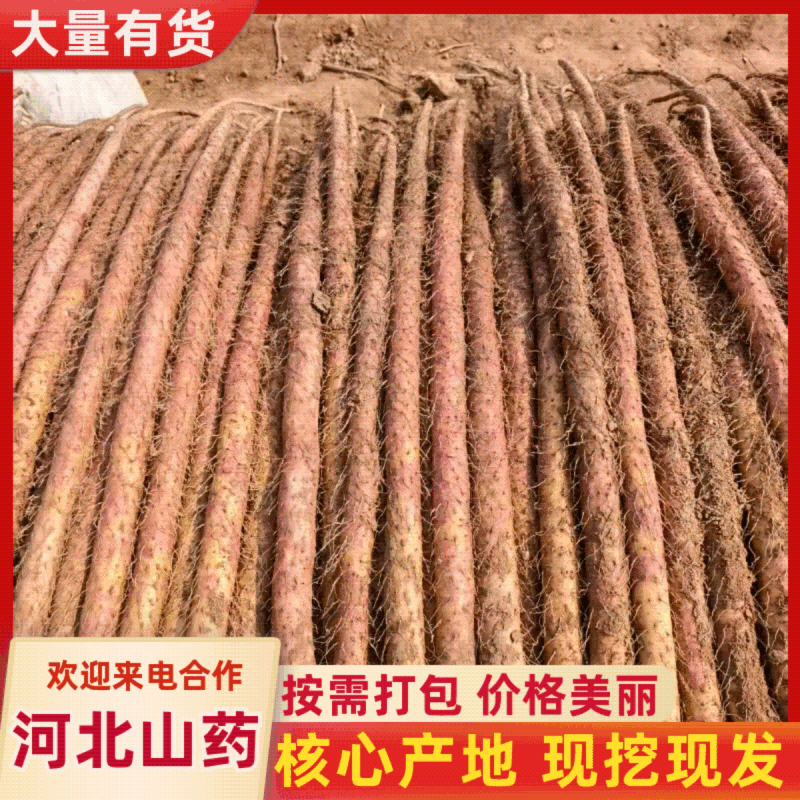 正宗河北铁棍山药。条形好有长度。欢迎各位老板来。价钱美丽