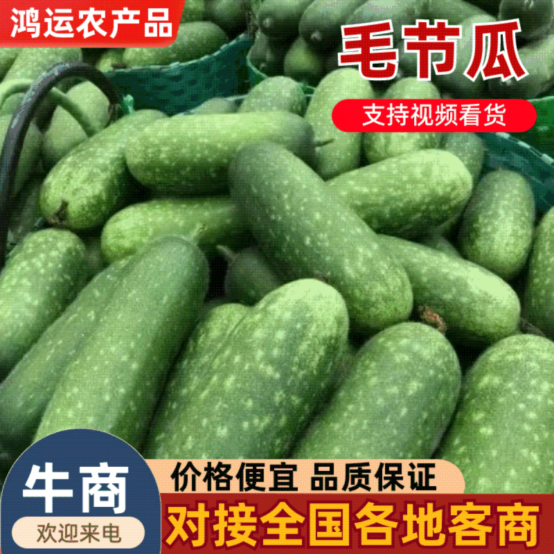 毛节瓜精品发货对接电商市场按需配送全国保质量