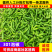 301泡椒鲜辣椒商丘301泡椒产地直发保质保量
