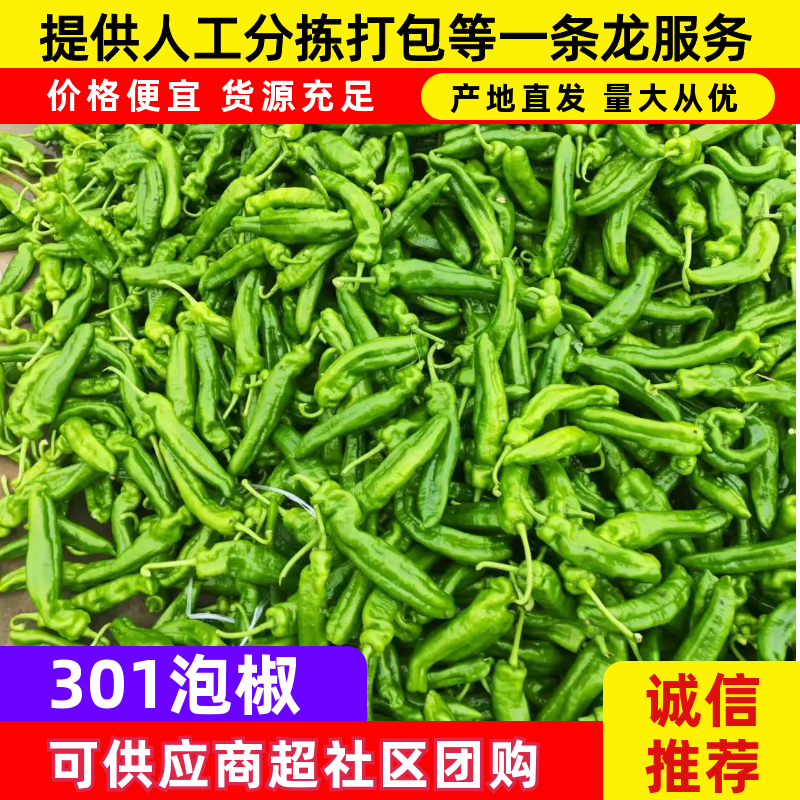 301泡椒鲜辣椒商丘301泡椒产地直发保质保量