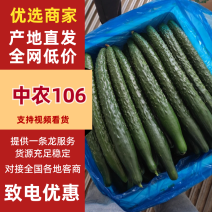 【中农106黄瓜】河南商丘夏邑万亩基地直发质量保证