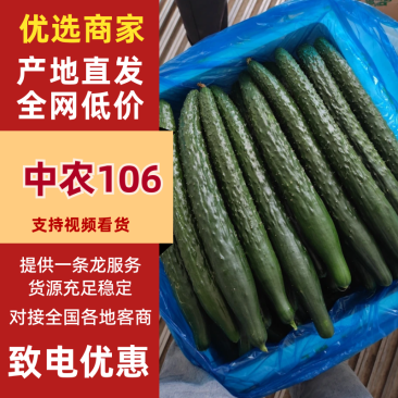 【中农106黄瓜】河南商丘夏邑万亩基地直发质量保证