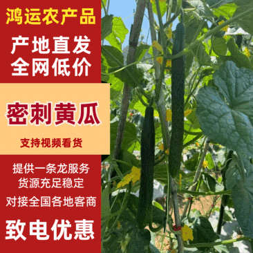 密刺黄瓜广东发货价格合理量大从优按需打包发货快