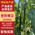 密刺黄瓜广东发货价格合理量大从优按需打包发货快
