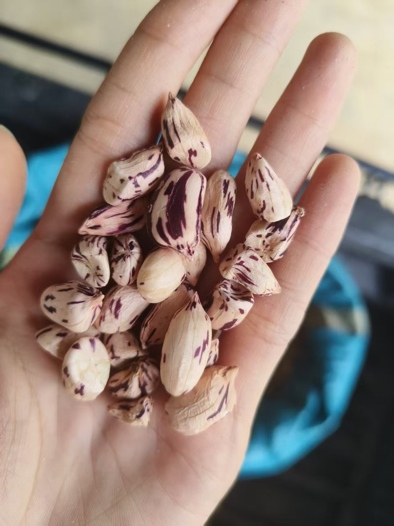 花生、七彩花生、七彩带壳缅甸货大量有货、可视频看货