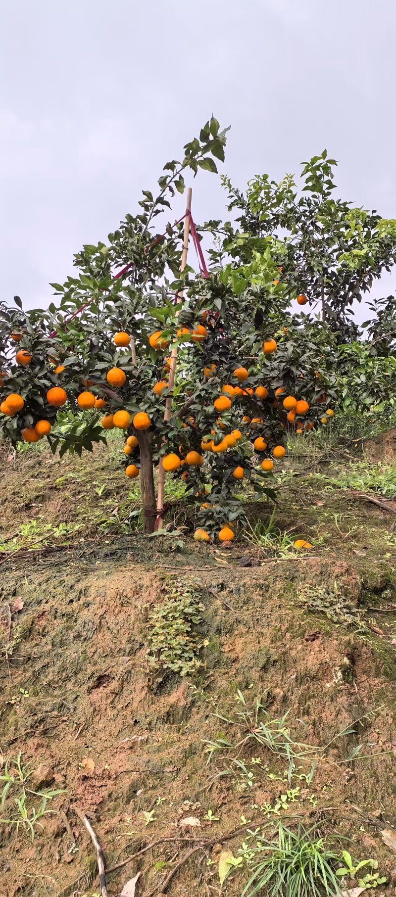 爱媛38大量上市现摘现发汁水充足欢迎来电洽谈