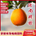 赣南脐橙脐橙大量上市对接市场电商各大商超