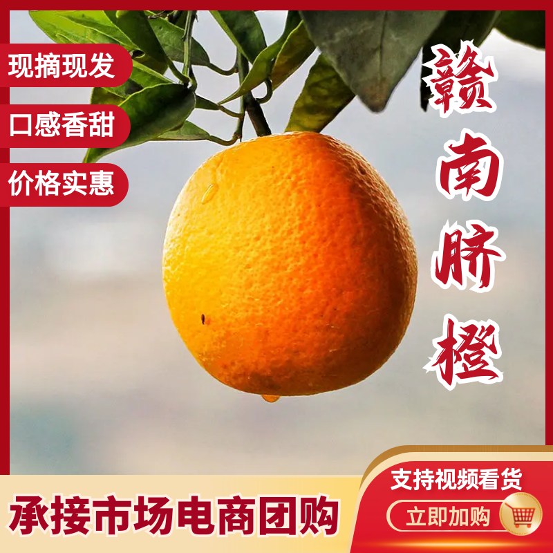 赣南脐橙脐橙大量上市对接市场电商各大商超