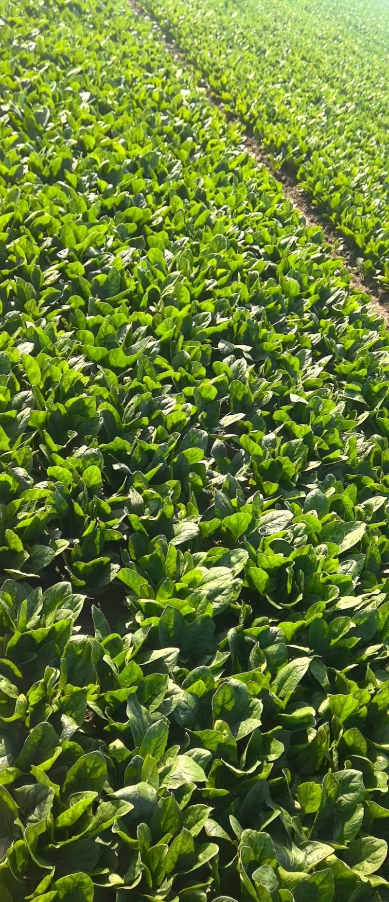 【河北菠菜】大叶菠菜基地直发量大从优代发全国