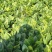 【河北菠菜】大叶菠菜基地直发量大从优代发全国