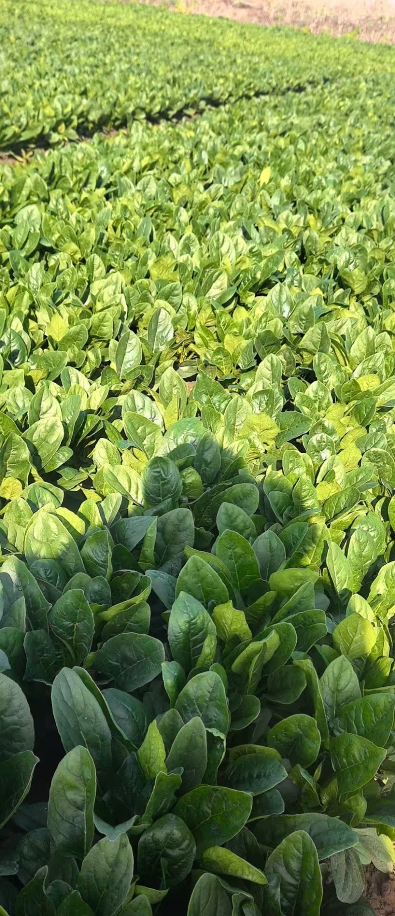 【河北菠菜】大叶菠菜基地直发量大从优代发全国