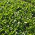 【河北菠菜】大叶菠菜基地直发量大从优代发全国