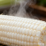 玉米、泸玉糯9号、甜糯玉米种子大量有货，欢迎下单