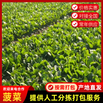 【河北菠菜】大叶菠菜基地直发量大从优代发全国