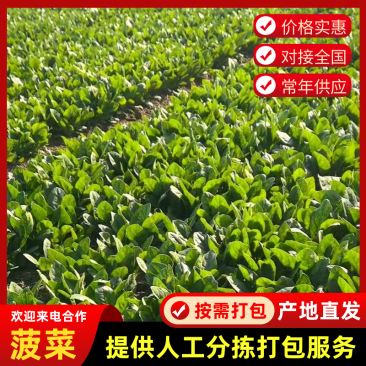 【河北菠菜】大叶菠菜基地直发量大从优代发全国