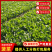 【河北菠菜】大叶菠菜基地直发量大从优代发全国