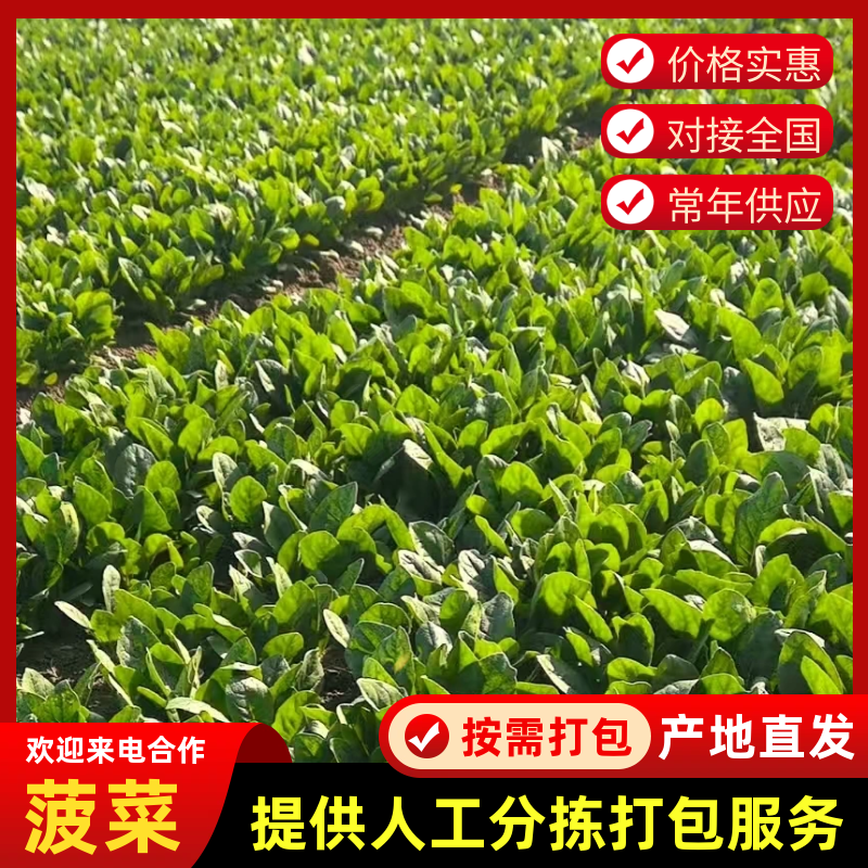 【河北菠菜】大叶菠菜基地直发量大从优代发全国
