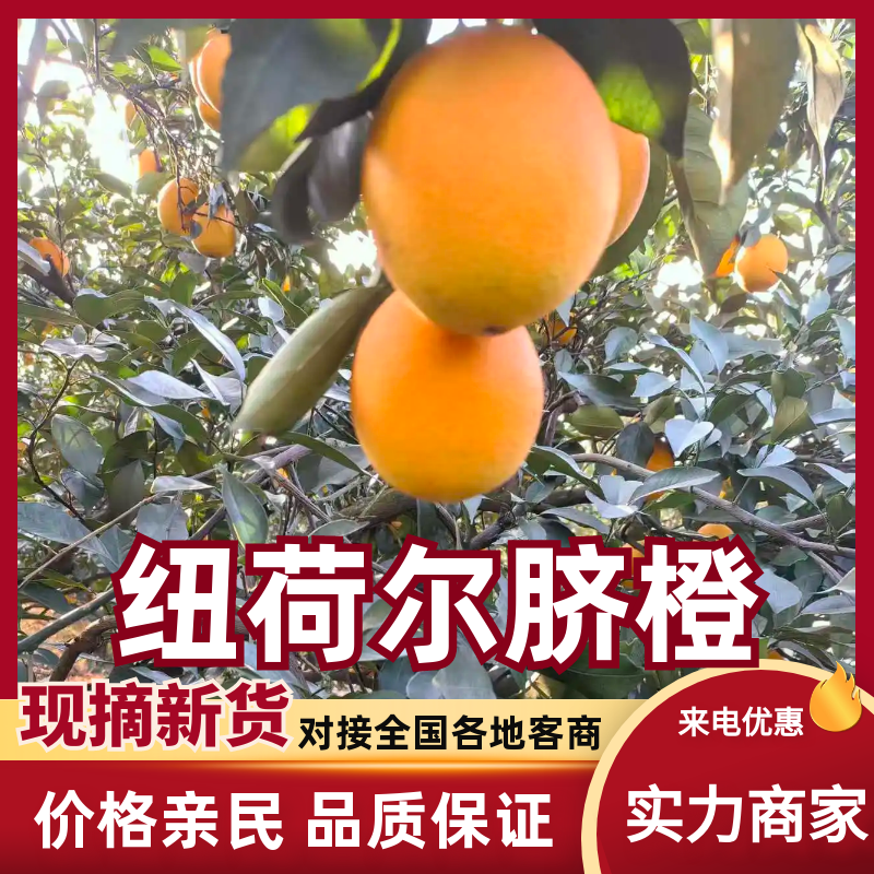 【热卖】纽荷尔脐橙广西橙子产地直供量大优惠