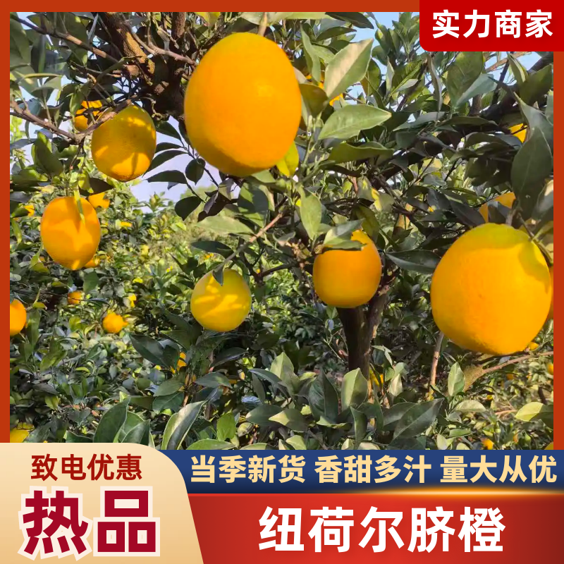 纽荷尔脐橙橙子产地一手货源对接全国商超市场等