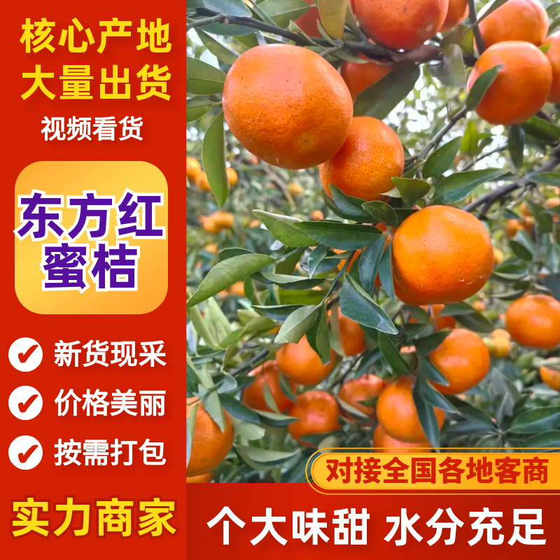 东方红蜜桔精品柑桔产地一手货源现摘现发量大从优