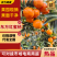 东方红蜜桔广西柑桔产地直发保质保量对接全国等