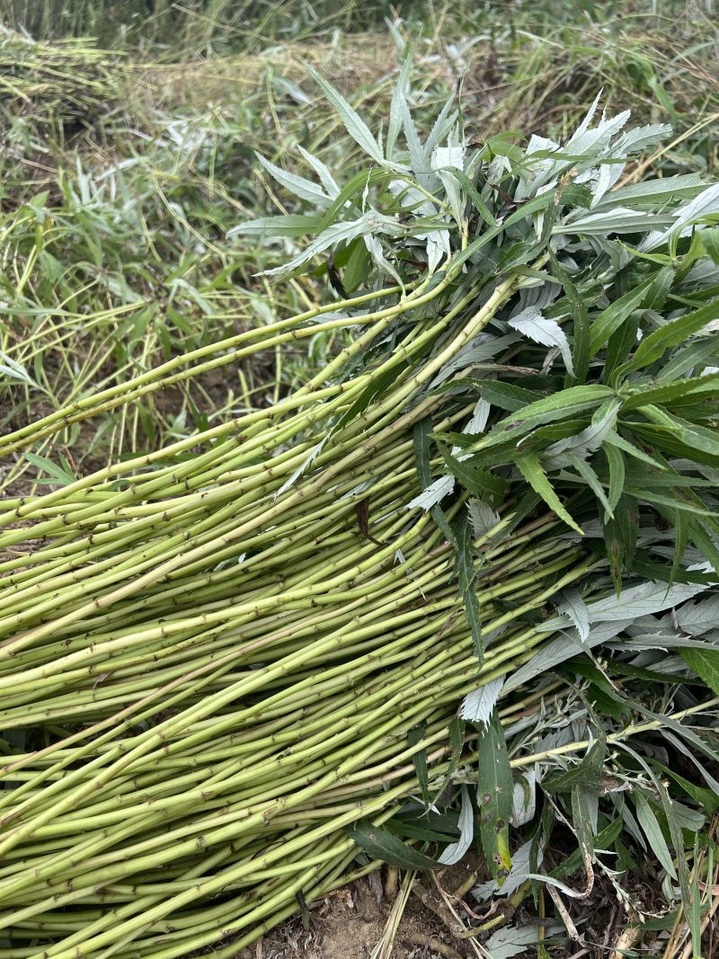 江西鄱阳湖藜蒿苗芦蒿苗泥蒿苗黎蒿