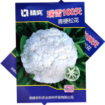 瑞雪100天青梗松花菜种子晚熟耐寒花球圆整花蕾白美