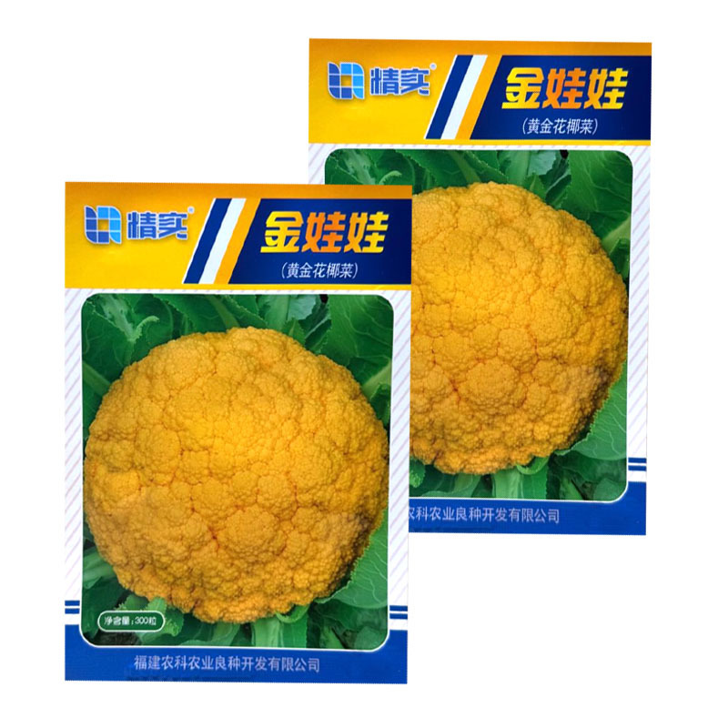 金娃娃黄金花椰菜种子杂交花球金黄球型美观雪球圆整品质脆甜