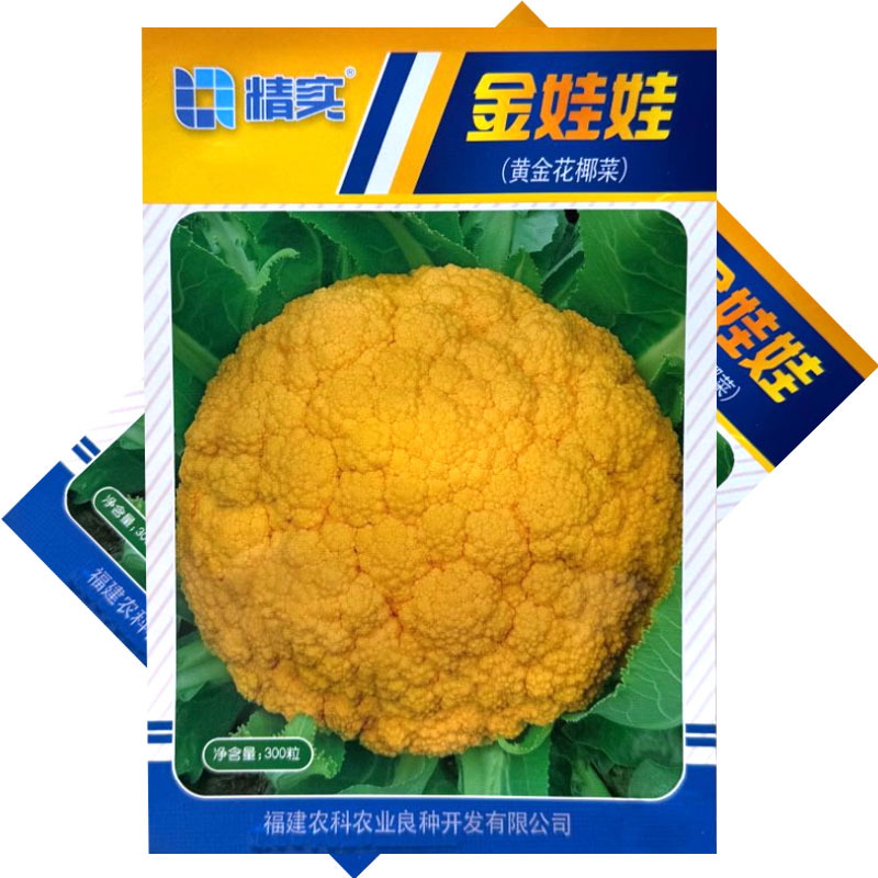金娃娃黄金花椰菜种子杂交花球金黄球型美观雪球圆整品质脆甜