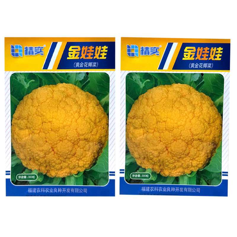 金娃娃黄金花椰菜种子杂交花球金黄球型美观雪球圆整品质脆甜