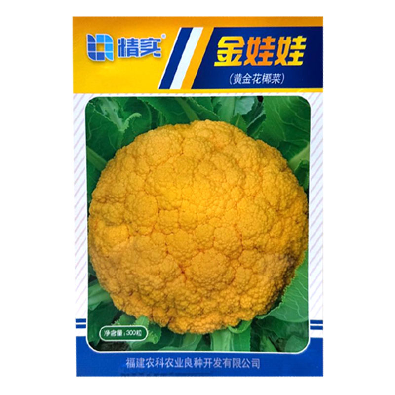 金娃娃黄金花椰菜种子杂交花球金黄球型美观雪球圆整品质脆甜