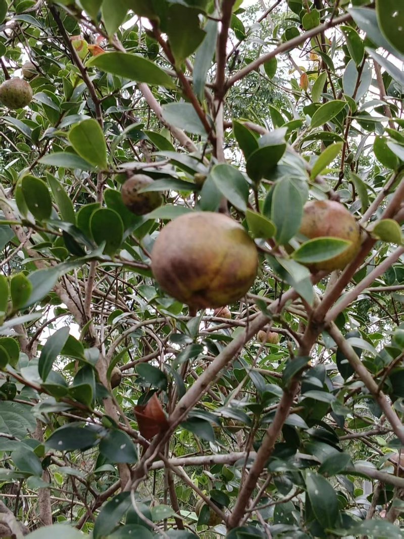山茶油果基地直采，现摘现发，规格齐全品质保证，欢迎电联