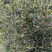 山茶油果基地直采，现摘现发，规格齐全品质保证，欢迎电联