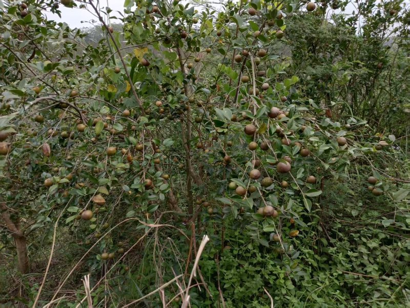 山茶油果基地直采，现摘现发，规格齐全品质保证，欢迎电联