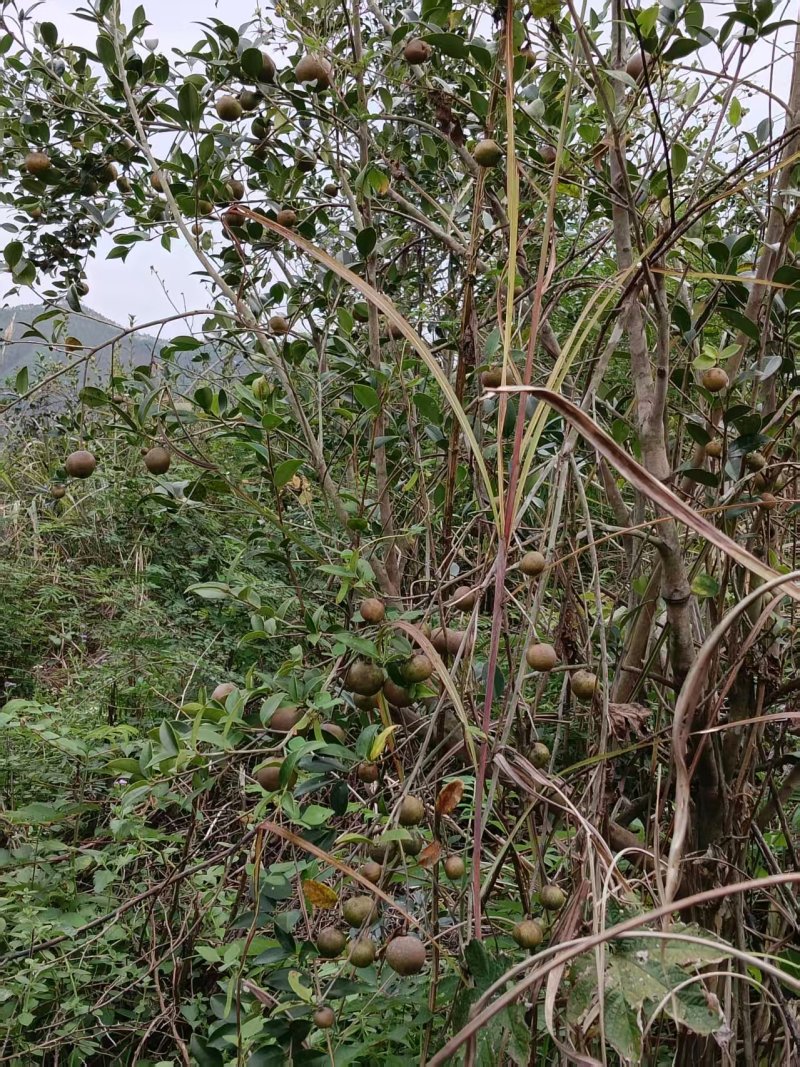 山茶油果基地直采，现摘现发，规格齐全品质保证，欢迎电联