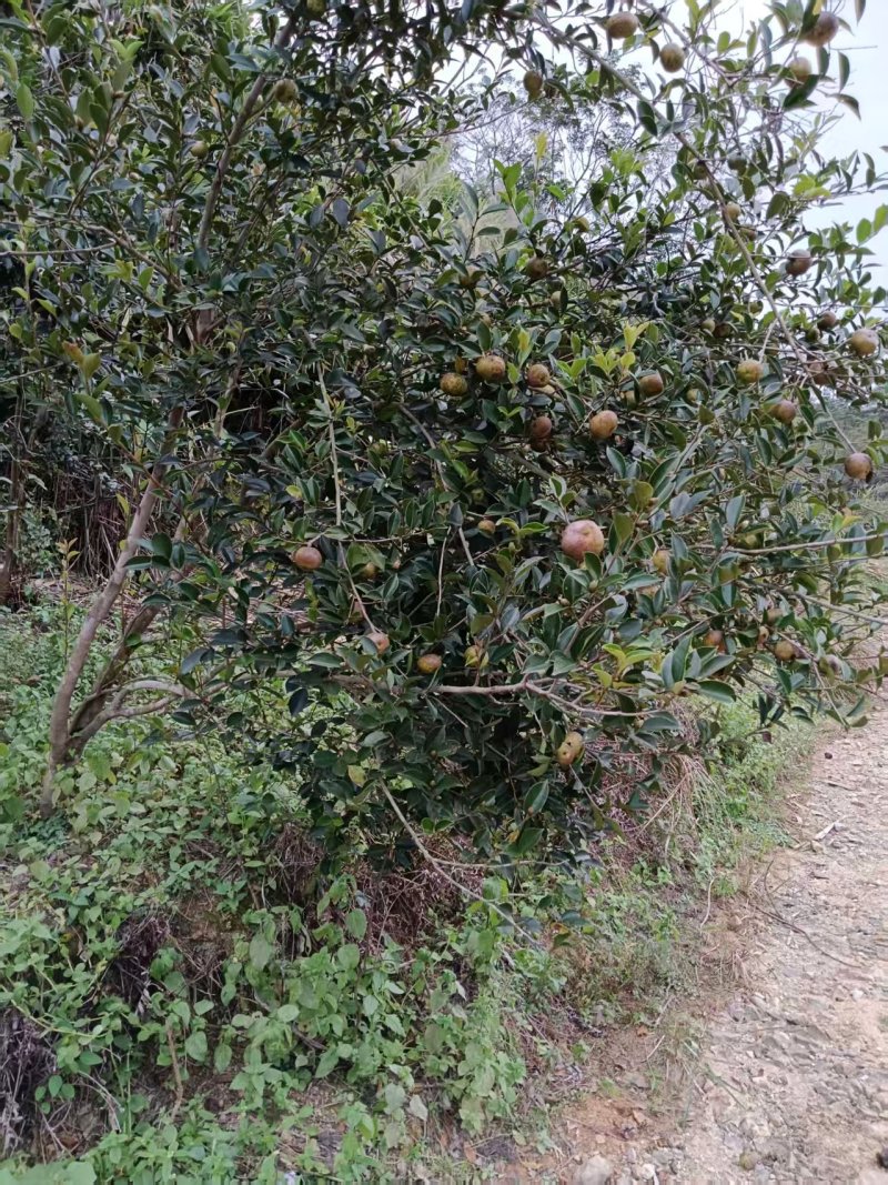 白花茶油果大量现货供应，品质保证，可视频看货发全国