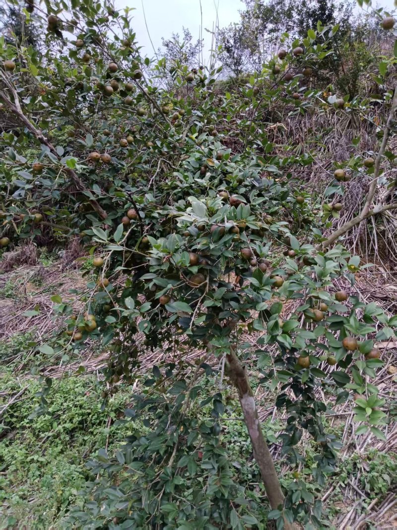 白花茶油果大量现货供应，品质保证，可视频看货发全国