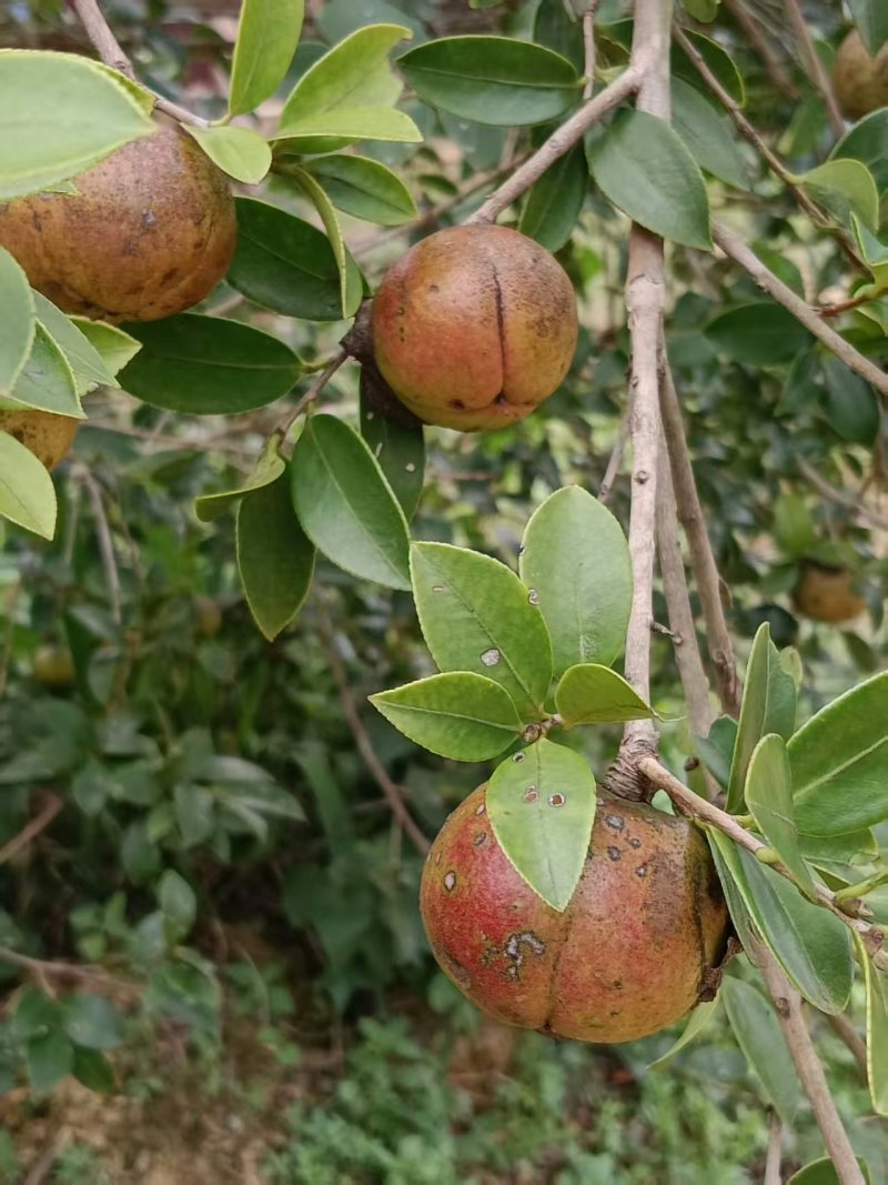 白花茶油果大量现货供应，品质保证，可视频看货发全国