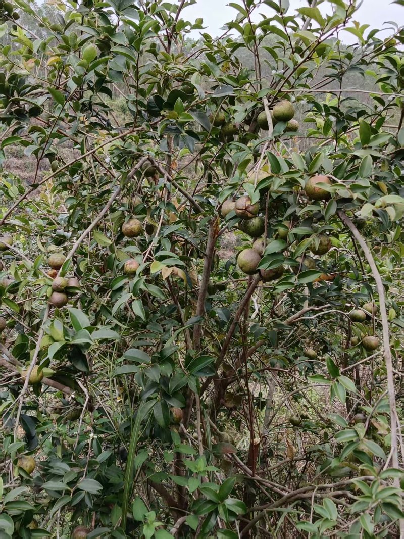 白花茶油果大量现货供应，品质保证，可视频看货发全国