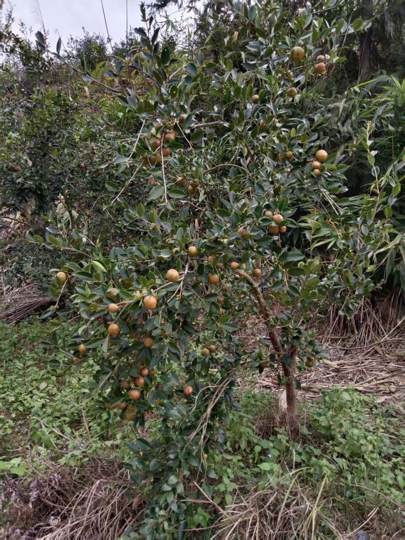 白花茶油果大量现货供应，品质保证，可视频看货发全国