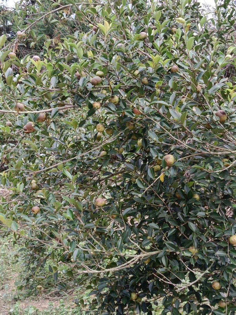 白花茶油果大量现货供应，品质保证，可视频看货发全国