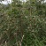 白花茶油果大量现货供应，品质保证，可视频看货发全国