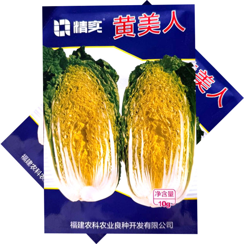 黄美人黄心娃娃菜种子圆筒形耐抽苔内芯金黄叠抱紧实