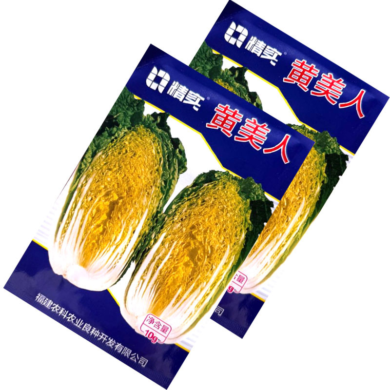 黄美人黄心娃娃菜种子圆筒形耐抽苔内芯金黄叠抱紧实