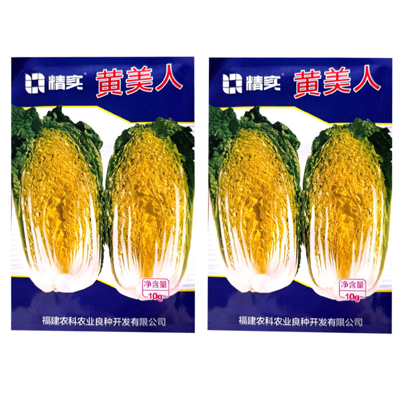黄美人黄心娃娃菜种子圆筒形耐抽苔内芯金黄叠抱紧实