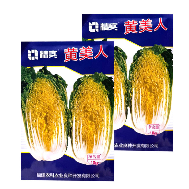 黄美人黄心娃娃菜种子圆筒形耐抽苔内芯金黄叠抱紧实