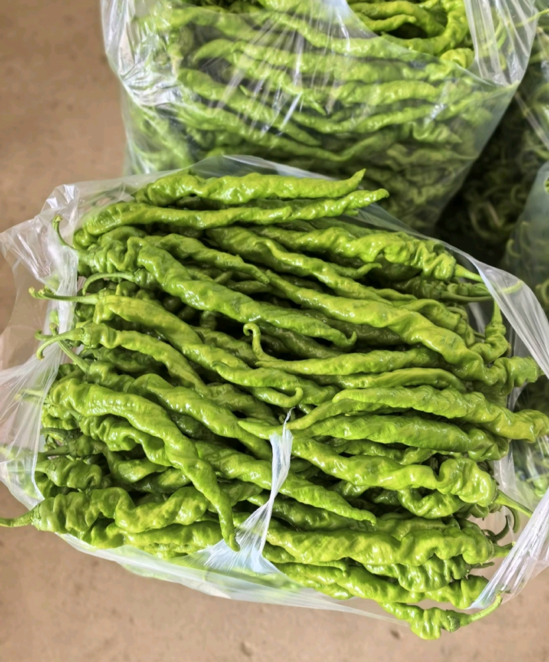 螺丝椒陇椒大量有货全国对接质量保证欢迎进店