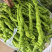 螺丝椒陇椒大量有货全国对接质量保证欢迎进店